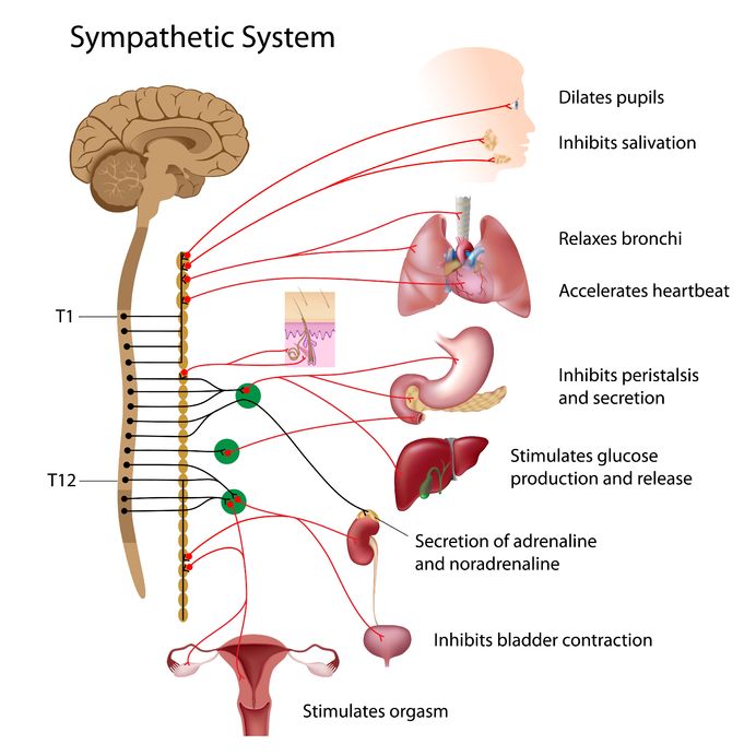 BIOLOGICAL EFFECTS OF STRESS ON CANCER